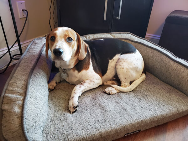 Veterinarian in Wilmington, NC Veterinarian in Wilmington, NC